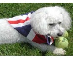 UNION JACK BANDANA